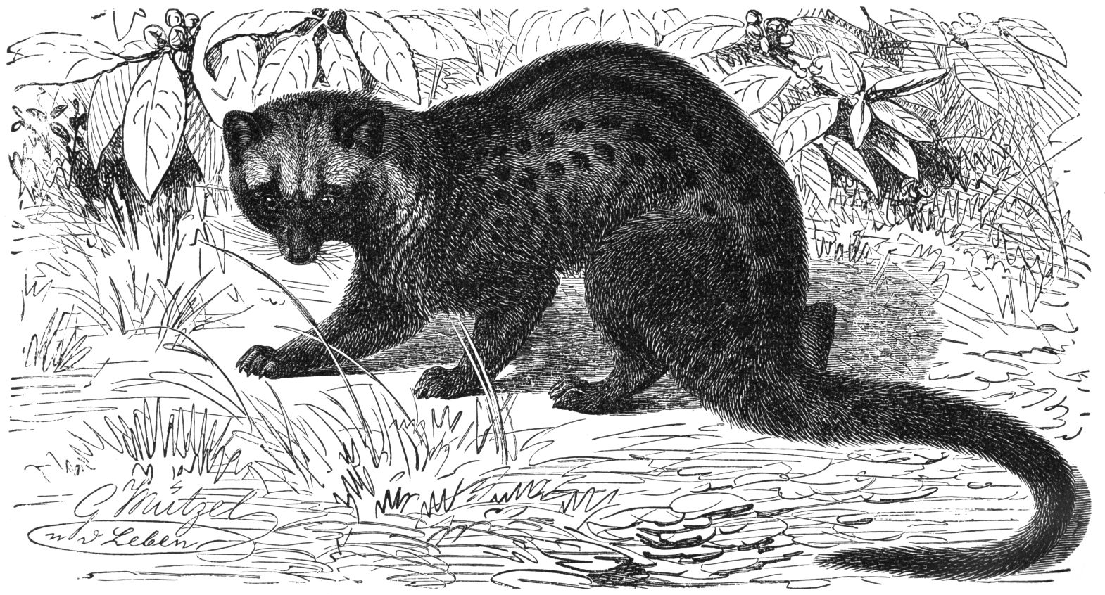 Kopi Luwak - der beste und kontroverseste Kaffee der Welt? - carabica - fine coffee culture