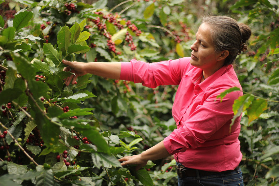 Mr & Mrs Kong-Perez 50/50 Espresso Blend | Honduras & Ruanda