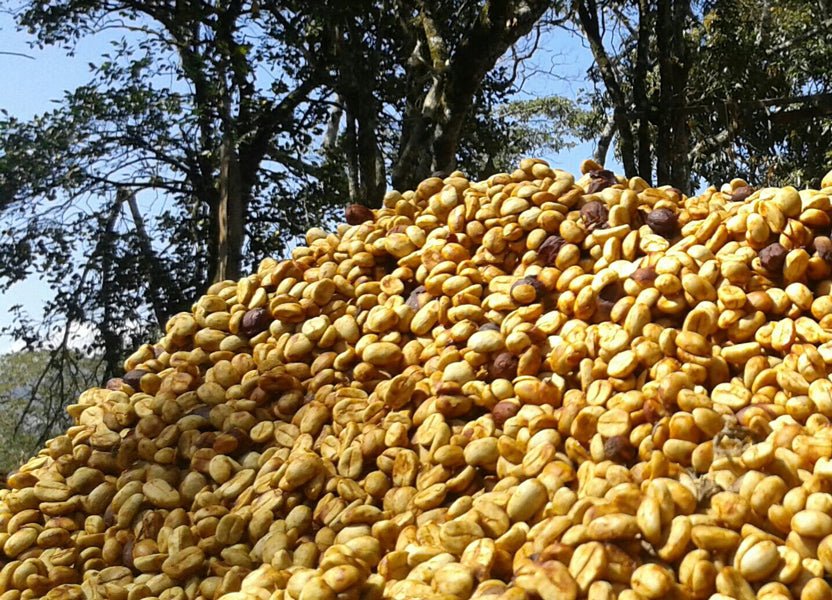 Mr & Mrs Kong - Perez 50/50 Espresso Blend | Honduras & Ruanda - carabica - fine coffee culture