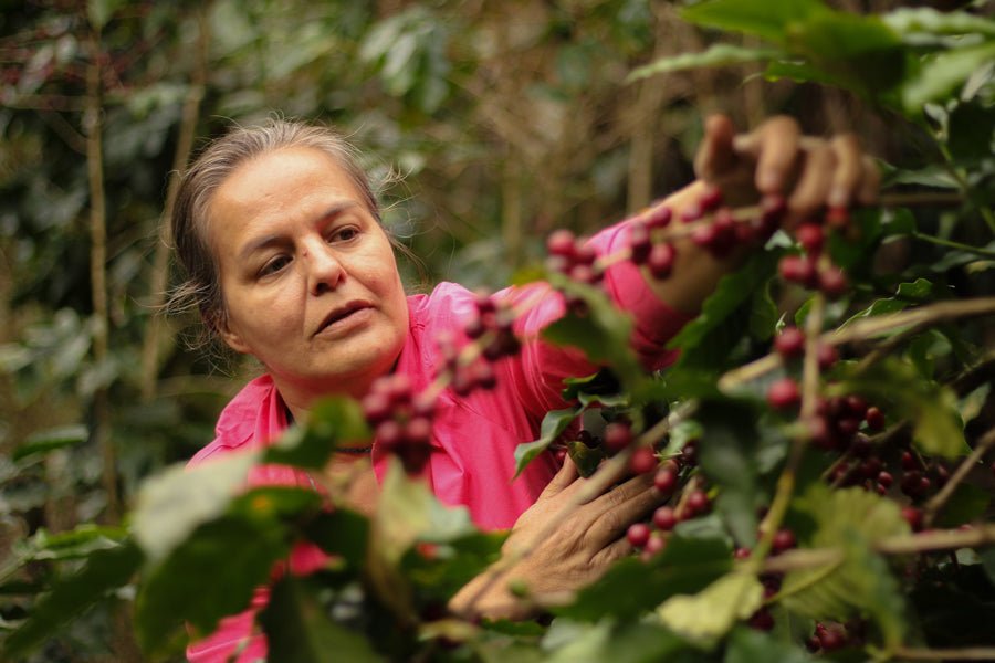 Mr & Mrs Kong - Perez 50/50 Espresso Blend | Honduras & Ruanda - carabica - fine coffee culture