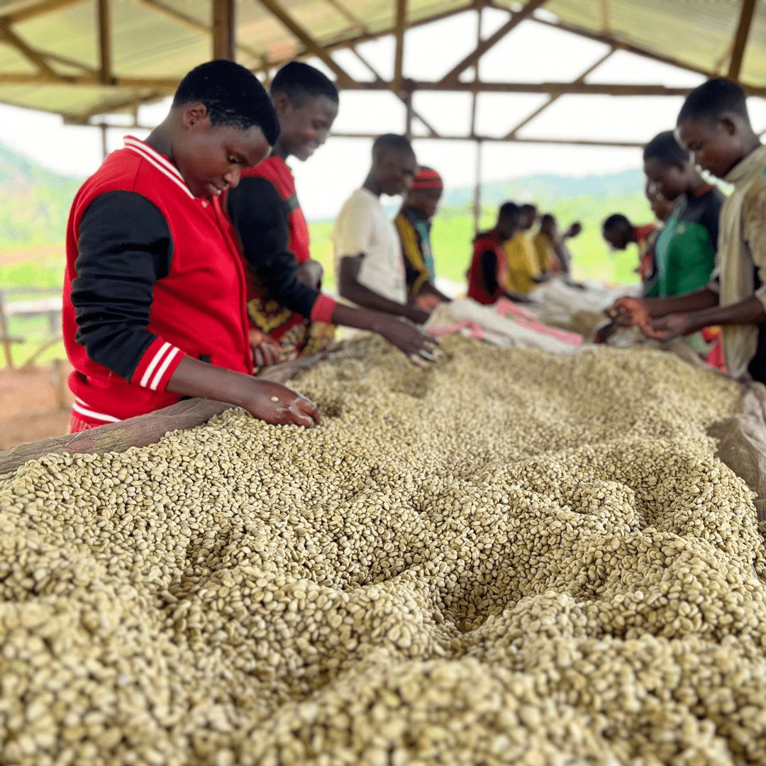 Shikankoni aus Burundi, 100% arabica, SCA 84,25 - carabica - fine coffee culture