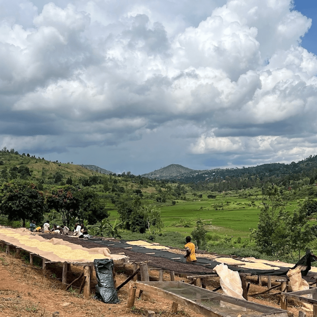 Shikankoni aus Burundi, 100% arabica, SCA 84,25 - carabica - fine coffee culture