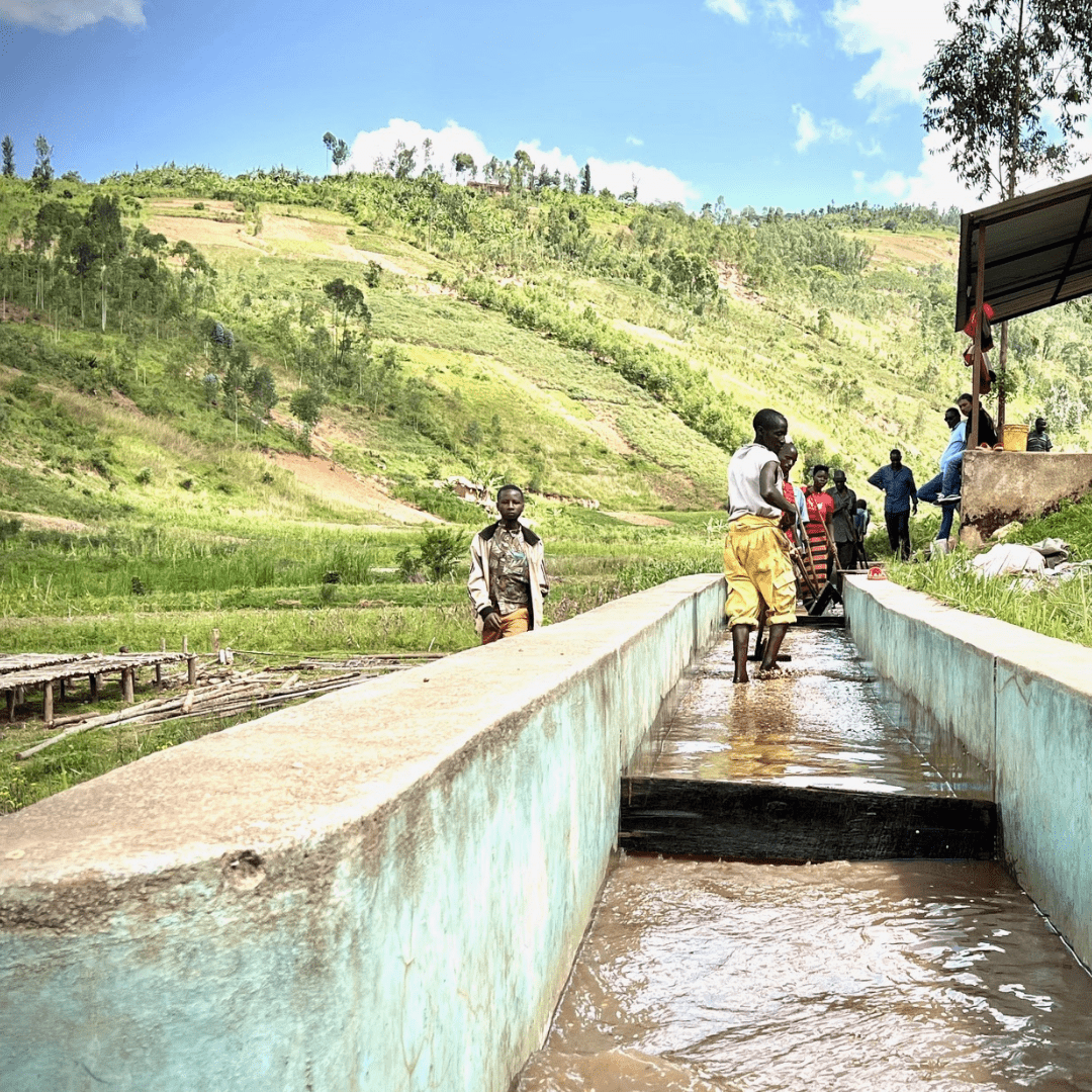 Shikankoni aus Burundi, 100% arabica, SCA 84,25 - carabica - fine coffee culture