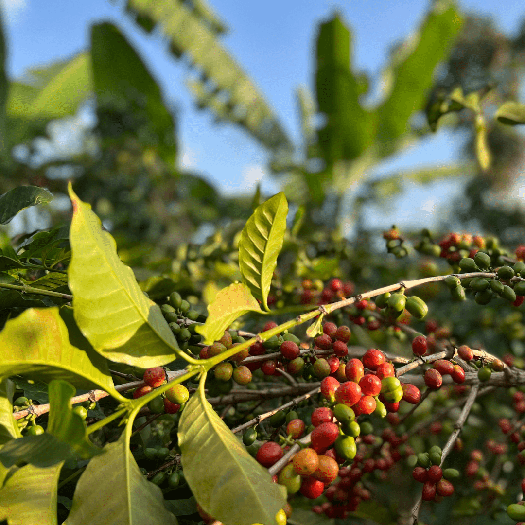 Shikankoni aus Burundi, 100% arabica, SCA 84,25 - carabica - fine coffee culture