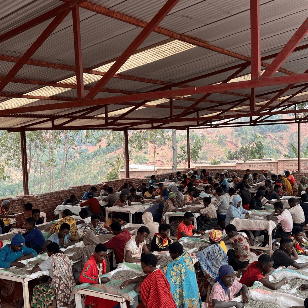 Shikankoni aus Burundi, 100% arabica, SCA 84,25 - carabica - fine coffee culture