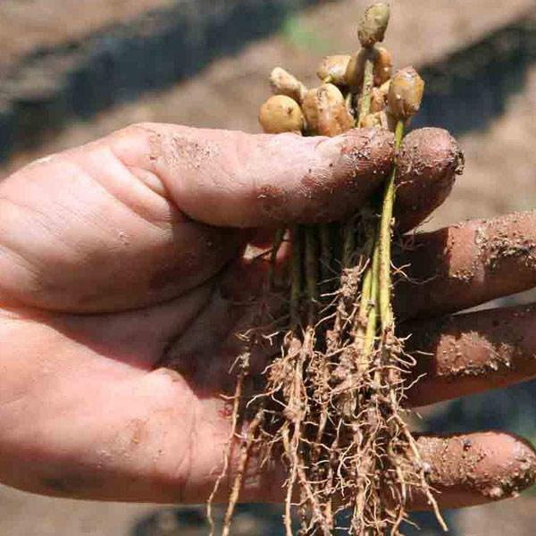 Casa de Luz, honey process beans, 100% arabica - carabica - fine coffee culture