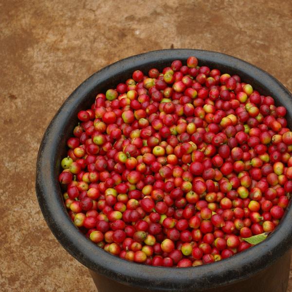 Karumandi, der perfekte Filterkaffee, 100% arabica - carabica - fine coffee culture