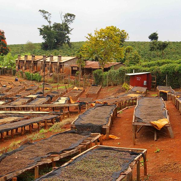 Karumandi, der perfekte Filterkaffee, 100% arabica - carabica - fine coffee culture