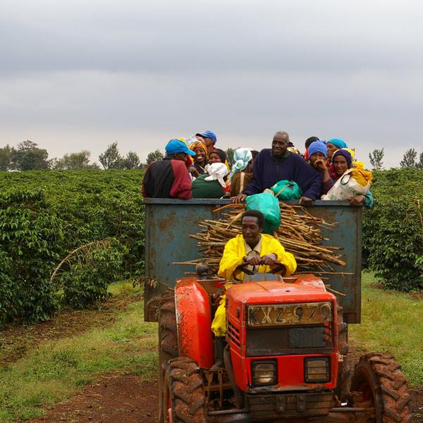 Karumandi, der perfekte Filterkaffee, 100% arabica - carabica - fine coffee culture