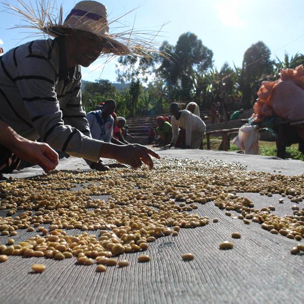 Suke Quto, direct trade & bio-zertifiziert, 100% arabica - carabica - fine coffee culture