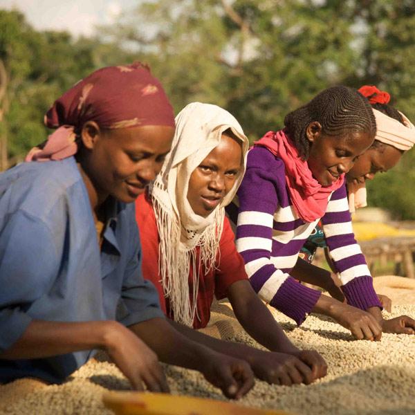 Suke Quto, direct trade & bio-zertifiziert, 100% arabica - carabica - fine coffee culture