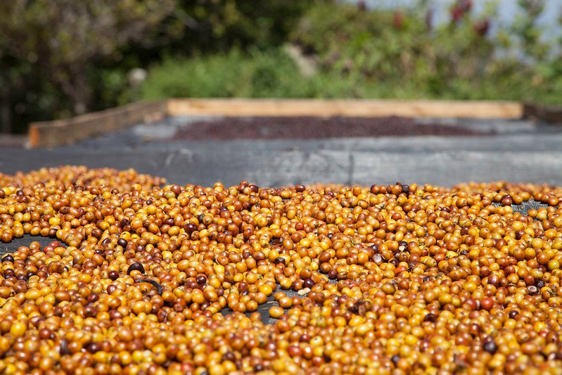 Villa Galicia aus El Salvador, natural, 100% arabica - Omni Roast +++Limited Edition+++ - carabica - fine coffee culture