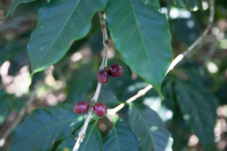 Villa Galicia aus El Salvador, natural, 100% arabica - Omni Roast +++Limited Edition+++ - carabica - fine coffee culture