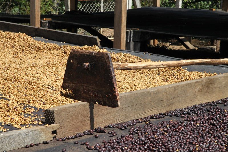 Villa Galicia aus El Salvador, natural, 100% arabica - Omni Roast +++Limited Edition+++ - carabica - fine coffee culture