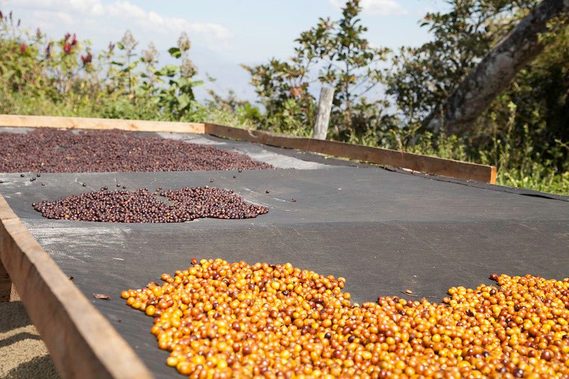 Villa Galicia aus El Salvador, natural, 100% arabica - Omni Roast +++Limited Edition+++ - carabica - fine coffee culture