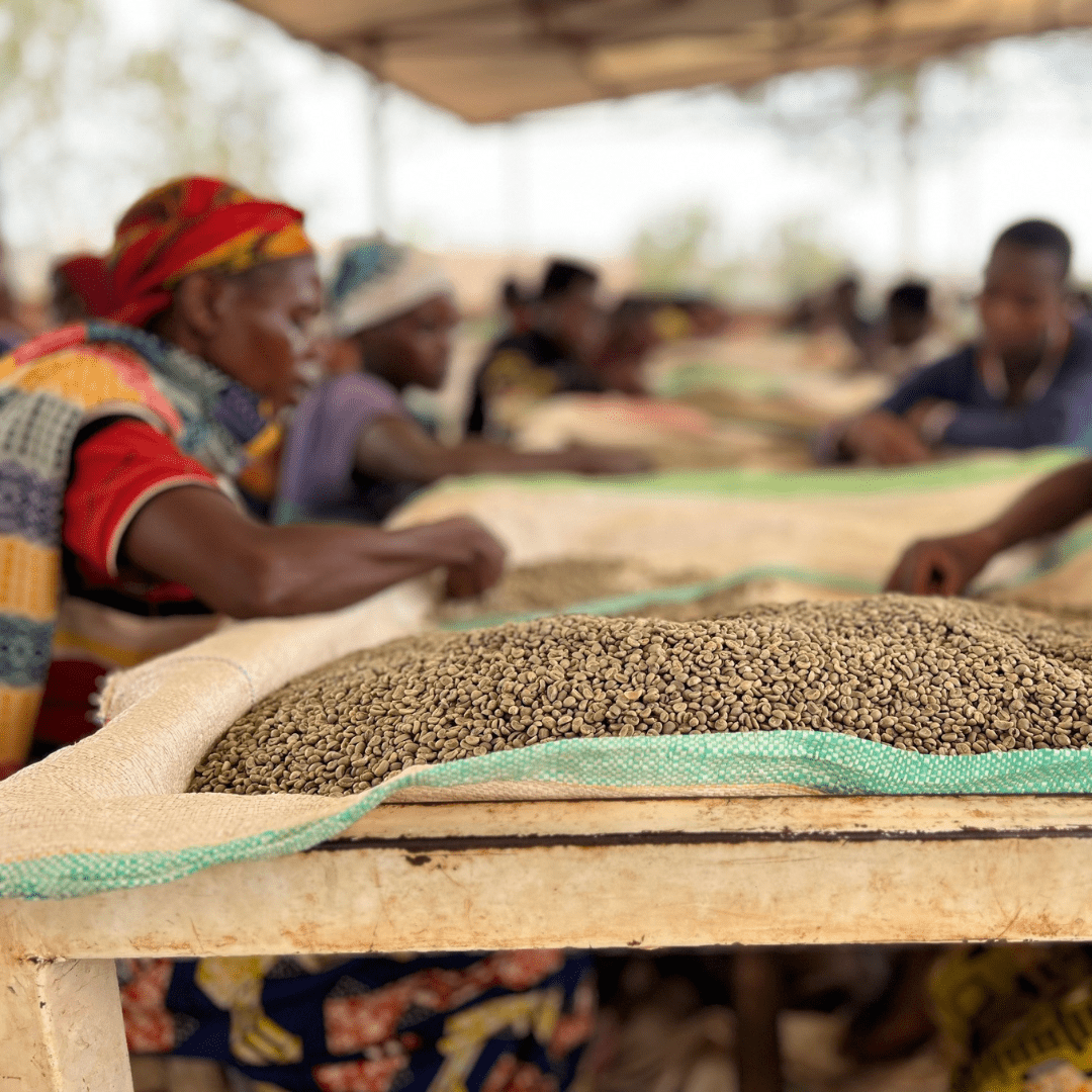 Shikankoni aus Burundi, 100% arabica, SCA 84,25 - carabica - fine coffee culture