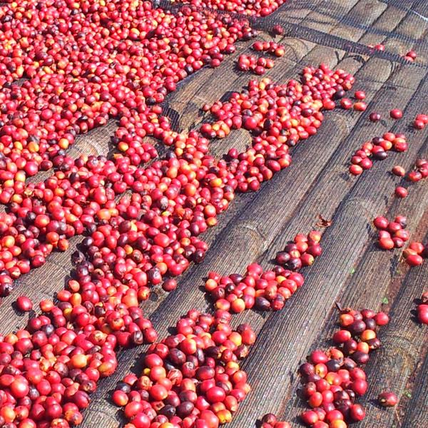 Suke Quto, direct trade & bio-zertifiziert, 100% arabica - carabica - fine coffee culture